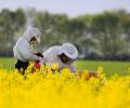 Ученые: пчелы исчезают с угрожающей скоростью