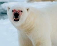 Белый медведь задрал человека на Чукотке