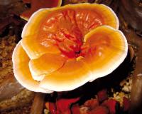 Медики: экзотический древесный гриб Рейши полезен для иммунной системы