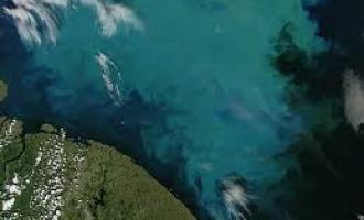 Об аномальном цветении северных морей России