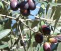 Разработано биотопливо из оливковых косточек