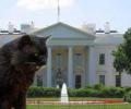 В Белом доме бродит призрак кота-демона