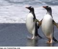 Пингвинов-геев посадили за киднеппинг