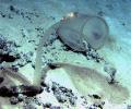 В водах Тасмании обнаружены новые виды морских животных