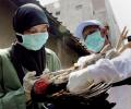 В Китае обнаружен еще один человек, больной птичьим гриппом
