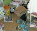 В Техасе задержан мучитель кошек