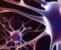 Ученые постигли механизм «долгожительства» раковых клеток