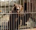 Нападение медведя на девочку в подмосковном пансионате произошло по халатности персонала