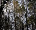В челябинском парке нашли тело студента МАИ