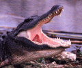   12- 