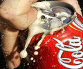   Coca-Cola  30-   