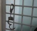 В камере полицейского отдела в Новгородской области скончался пьяный водитель