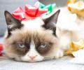 Самые знаменитые коты в мире снялись в благотворительном клипе
