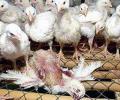    H5N1     -  