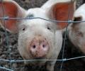 В Крыму разыскивают виновника распространения африканской чумы свиней