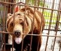 В Хабаровске вырвавшийся из клетки медведь покалечил женщину