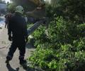 В Челябинске аварийное дерево обрушилось на ребенка