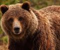 Происшествие в Кемеровской области: на пасечника напал медведь