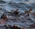 Происшествие в Северной Каролине: произошла утечка воды из резервуара электростанций в реку
