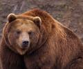 Происшествие в японской префектуре Нагано: медведь убил человека