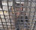 На Урале хозяин не пускает ветеринаров к обгорелому при пожаре медведю