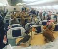 Саудовский принц приобрел 80 мест в пассажирском лайнере для своих охотничьих соколов