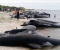 В Новой Зеландии дельфины-гринды выбросились на берег