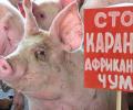 Впервые на территории Иркутской области зарегистрирована АЧС