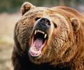 Американцу пришлось ударить медведя в глаз, чтобы спастись от косолапого