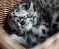 Международный союз охраны природы: снежный барс находится под угрозой исчезновения