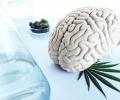 Использование марихуаны в качестве пряности: результаты исследований