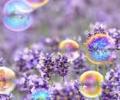 В Японии опыляют цветы мыльными пузырями
