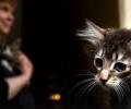 Сотрудники Эрмитажа о жизни музейных котов