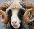 На аукционе Scottish National Texel Sale в Шотландии продали самого дорогого барана в мире
