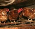 Специалисты о главных мерах профилактики нового птичьего гриппа H5N8