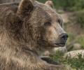 Медведь гризли застрелен после смерти женщины в Монтане