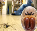 Британцев предупредили о скором нашествии гигантских пауков