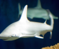 Обнаруженные акулы, способные питаться водорослями