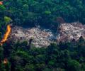 Ученые о риске утраты биоразнообразия: экологический кризис