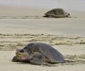 Сотни морских черепах выплывают мертвыми в Мексике