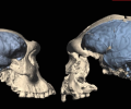 Мозг современного человека стал развиваться менее двух миллионов лет назад