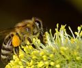 Ученые выяснили, что помогает пчелам не терять нектар по дороге в улей