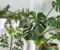 Как выбрать комнатные цветы, если у вас мало света