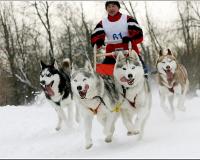 В международных гонках на собачьих упряжках будет участвовать российский каюр. 