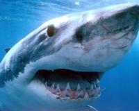 Раскрыты особенности нападения акул-убийц 