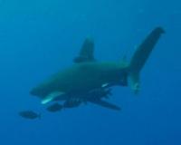 Дайверам удалось снять египетскую акулу-людоеда (ВИДЕО)
