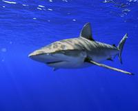 Россияне из-за нападений акул отказываются от поездок в Египет