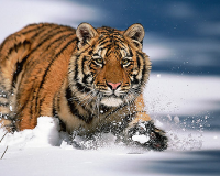 Экологи установили причину гибели трёх амурских тигров