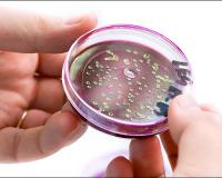     E.coli     