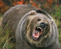 На Кунашире медведица напала на человека